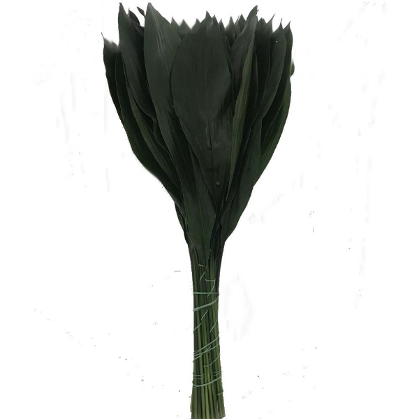 Image de ASPIDISTRA FOGLIA