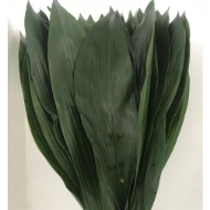 Image de ASPIDISTRA FOGLIA