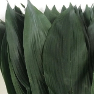 Image de ASPIDISTRA FOGLIA