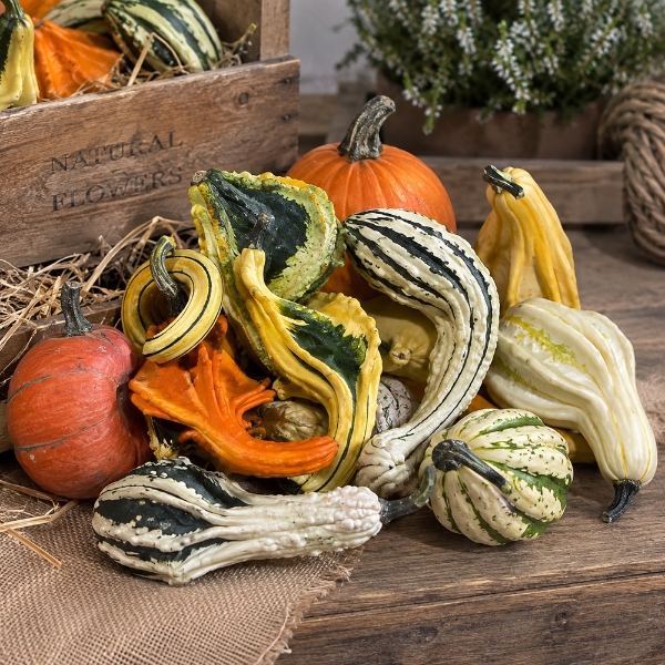 Picture of ZUCCHE ORNAMENTALI