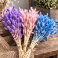 Picture of LAGURUS COLORATO 
