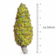 Immagine di PIGNE DECORATIVE - taglia piccola c.a. 5/6 cm 